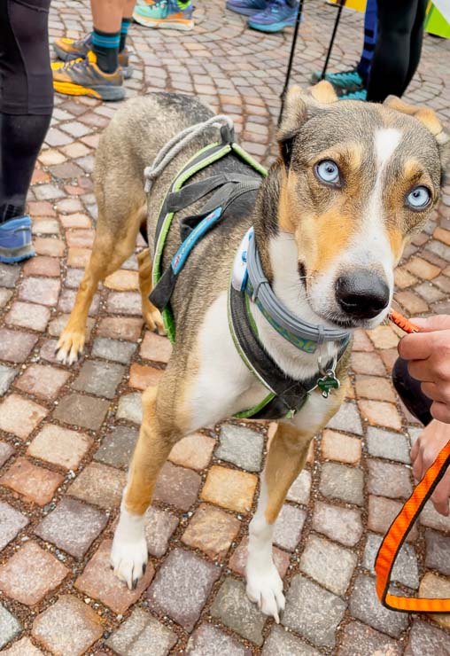 Hunde sind erlaubt beim Naturns Ötzi Trailrun